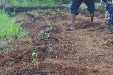 Seçici odak noktası, bahçeye yeni ekilmiş yeşil biber tohumu sırası.