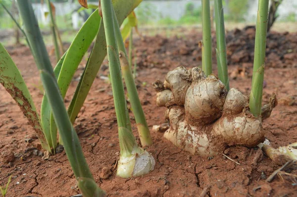 Bahçelerde yetişen bilimsel adı Zingiber officinale olan zencefil bitkisi, genellikle geleneksel tıp için bir baharat ve ham madde olarak kullanılır..