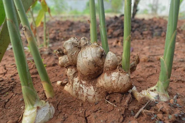 stock image Ginger plant with the scientific name Zingiber officinale which is grown in gardens, is often used as a spice and raw material for traditional medicine.