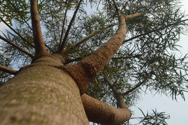 Selektiver Fokus Kurrajong Baum Von Unten Gegen Blauen Himmel Blätter — Stockfoto