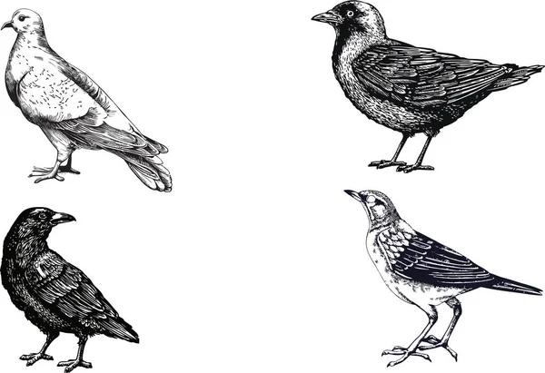 Beyaz Üzerine Izole Edilmiş Siyah Beyaz Kuşların Çizimi — Stok fotoğraf