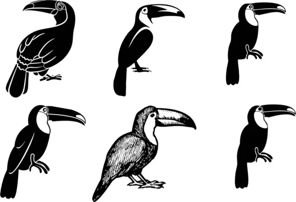 Uppsättning Toucan Fåglar Isolerade Vitt — Stockfoto