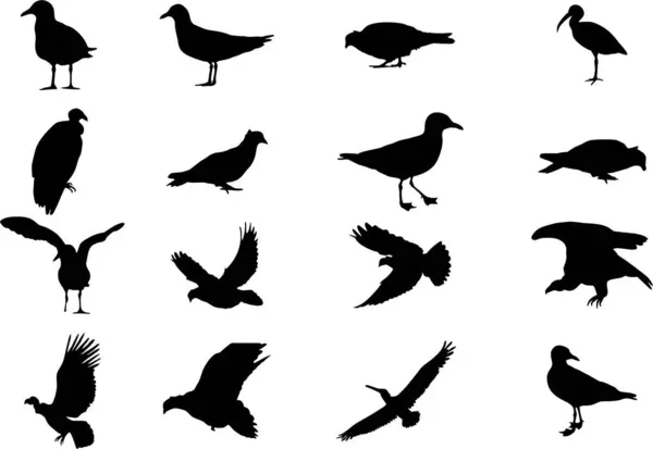 Beyaz Arka Plan Üzerinde Izole Kuşların Siluetleri Vektör Kümesi — Stok fotoğraf