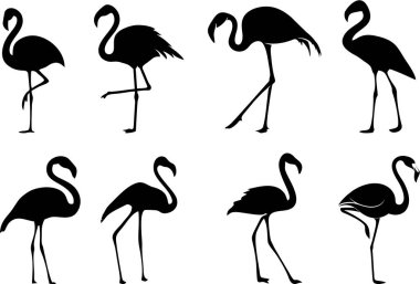 Flamingo simgeleri beyaz arkaplanda izole edildi 