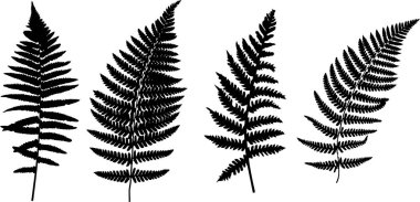 Beyaz arkaplanda siyah eğreltiotu yaprakları