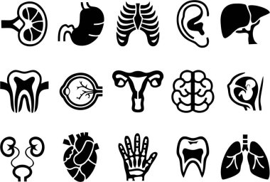 İnsan organı simgeleri ayarlandı. Düzenlenebilir Vector düz anatomik çizim. Sinir, kardiyovasküler, sindirim sistemleri, iç organlar.