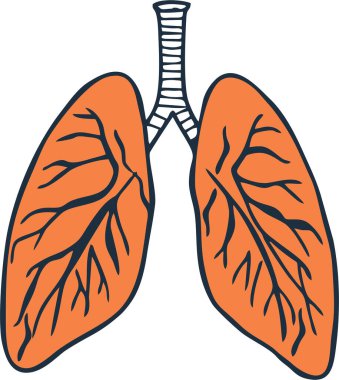 Beyaz üzerinde insan ciğerleri. Beyaz arka planda anatomi. İnsan Solunum Sistemi posteri ya da tıbbi tedavi ya da eğitim afişi. Tıp pazarlama fikri.