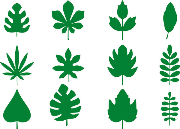 Коллекция элементов дизайна Green Leaves. Комплект иллюстраций различных тропических форм листьев в различных формах на белом фоне.