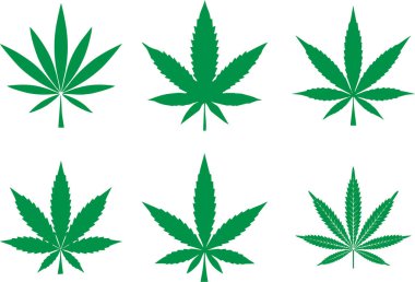 Kenevir yaprakları beyaz arka planda izole. Marihuana, Sativa ve Indica stok görüntüleri. Eğlence bağımlılığı, ilaç imalatı ve tıbbi uyuşturucu kullanımı