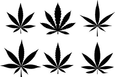 Kenevir yaprakları beyaz arka planda izole. Marihuana, Sativa ve Indica stok görüntüleri. Eğlence bağımlılığı, ilaç imalatı ve tıbbi uyuşturucu kullanımı