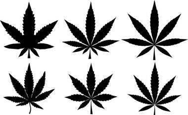 Kenevir yaprakları beyaz arka planda izole. Marihuana, Sativa ve Indica stok görüntüleri. Eğlence bağımlılığı, ilaç imalatı ve tıbbi uyuşturucu kullanımı