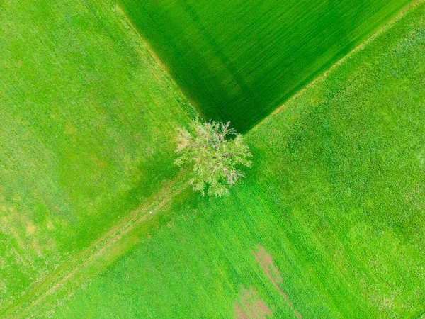 Çok güzel yeşil bir manzaraya hükmeden büyük bir ağacın çarpıcı bir fotoğrafı, yukarıdan sıradışı bir manzara yaratan farklı yeşilin tonlarıyla..