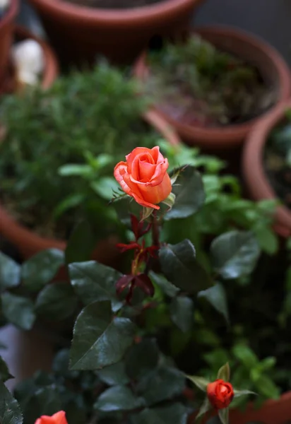 Kwitnący Pomarańczowy Pączek Róża Ogrodzie Wiosenne Kwiaty Pomarańczowy Kwiat — Zdjęcie stockowe