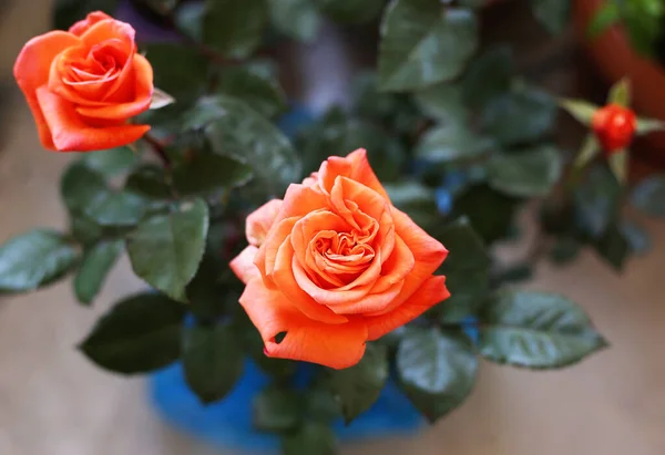 Rosa Planta Com Rosas Florescendo Laranja Jardim Flores Primavera — Fotografia de Stock