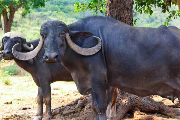Biggest Horns Indian subcontinent. Domestic Asian water buffalo, black buffalo in gir forest, buffalo in the jungle and photo was captured ground at early morning, wildlife green grass background