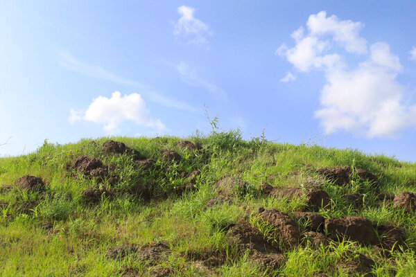 Field of fresh grass on a background of blue sky. Green grass field on small hills and blue sky with clouds. green grass field and bright blue sky. Plain landscape background for summer poster