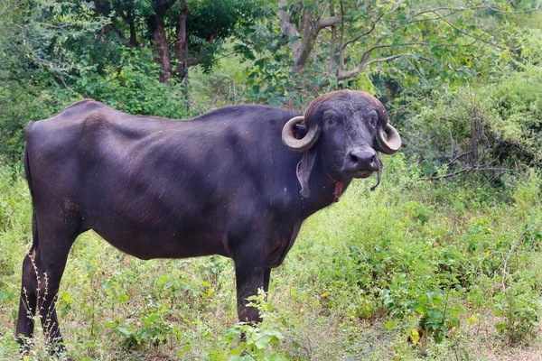 Den Indiska Buffeln Kallas Vattenbuffel Eller Buffel Stor Tama Nötkreatur — Stockfoto