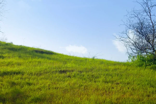 Поле Свіжої Трави Тлі Блакитного Неба Зелена Трава Невеликих Пагорбах Ліцензійні Стокові Зображення