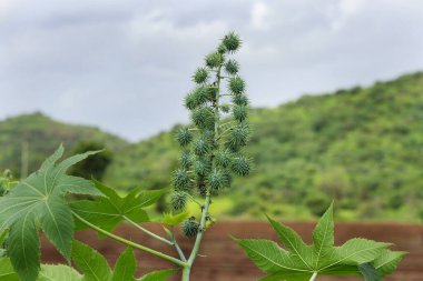 Yeşil tohumlar, Hint yağı bitkisi, bilinen müshil yağı özünden elde edilen, biyodizel Castor yağı fabrikası, Ricinus Communis, yaygın olarak hintyağı olarak bilinir. Tıbbi tohumlar