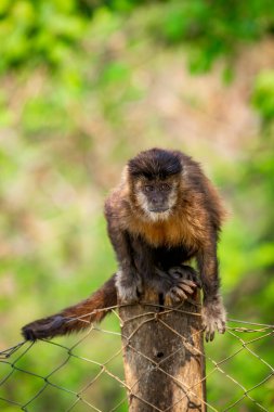 Tufted capuchin maymunu (Sapajus apella), nam-ı diğer macaco-prego Brezilya 'nın vahşi doğasında.