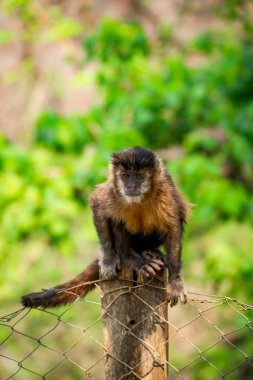 Tufted capuchin maymunu (Sapajus apella), nam-ı diğer macaco-prego Brezilya 'nın vahşi doğasında.