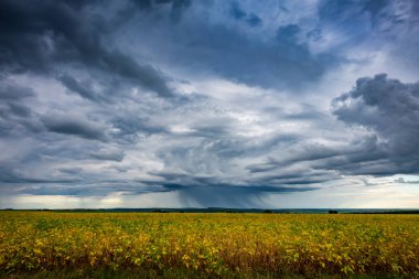 Bulutlu bir günde soya fasulyesi tarlası. Tarım fotoğrafçılığı.