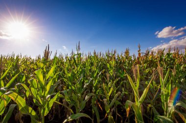 Güneşli bir günde mısır tarlası. Tarım fotoğrafçılığı.