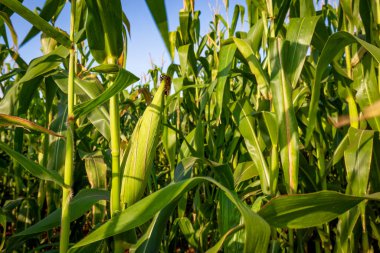 Güneşli bir günde mısır tarlası. Tarım fotoğrafçılığı.