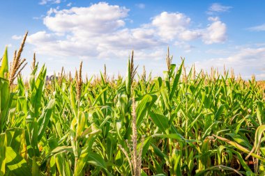 Güneşli bir günde mısır tarlası. Tarım fotoğrafçılığı.