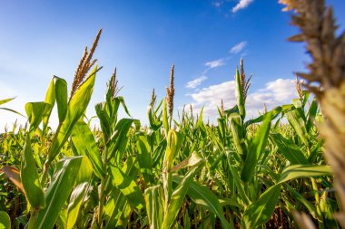 Güneşli bir günde mısır tarlası. Tarım fotoğrafçılığı.