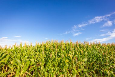 Güneşli bir günde mısır tarlası. Tarım fotoğrafçılığı.