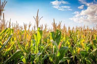Güneşli bir günde mısır tarlası. Tarım fotoğrafçılığı.
