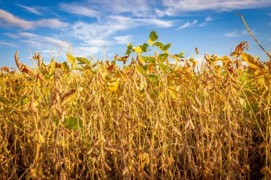 Güneş batarken tarlada soya fasulyesi kabukları. Tarım fotoğrafçılığı.