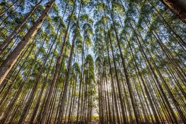 Eucalyptus plantation for wood Industry in Brazil\'s countryside.
