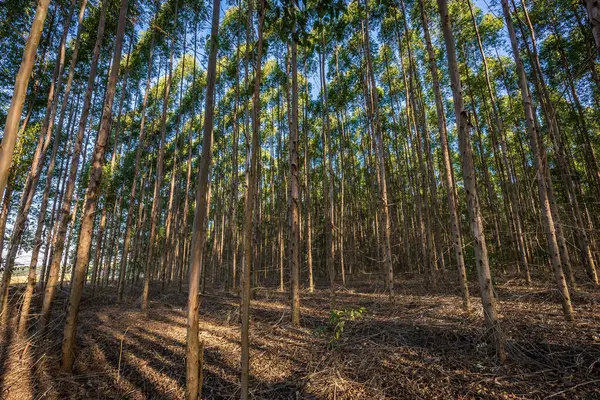 Eucalyptus plantation for wood Industry in Brazil's countryside.
