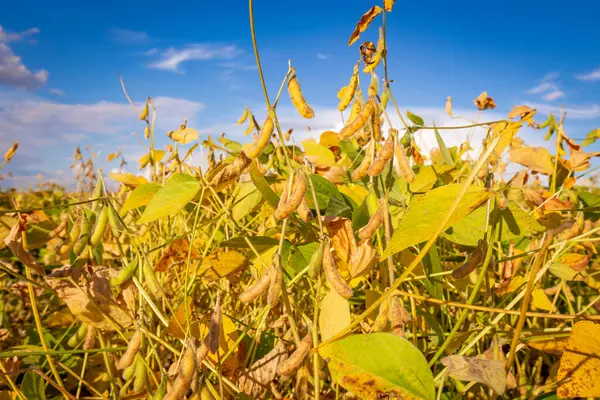 Güneş batarken tarlada soya fasulyesi kabukları. Tarım fotoğrafçılığı.