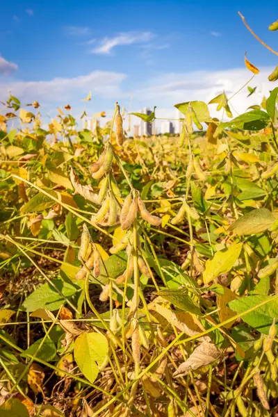 Güneş batarken tarlada soya fasulyesi kabukları. Tarım fotoğrafçılığı.