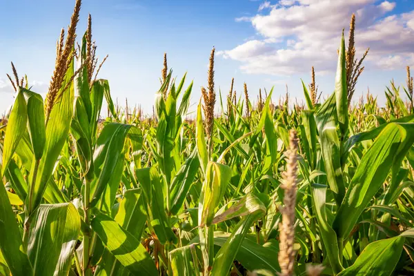 Güneşli bir günde mısır tarlası. Tarım fotoğrafçılığı.