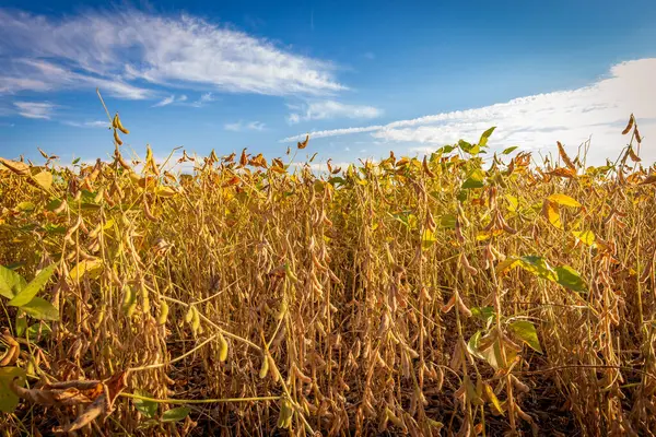 Güneş batarken tarlada soya fasulyesi kabukları. Tarım fotoğrafçılığı.