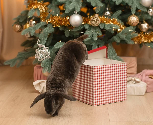 Animal. Symbol of the year. 2023. Gray plush decorative cute rabbit jumps out of the Christmas box against the background of the Christmas tree in the home interior. Concept. Close-up. Soft focus.