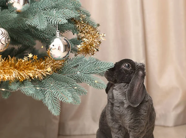 Animal. Holiday. A dark gray plush cute decorative rabbit stands on two legs near a decorated Christmas tree. Symbol of the year 2023 Christmas concept.