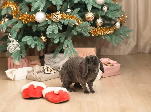 Animal. A gray plush decorative rabbit, a symbol of 2023 on the background of a Christmas tree, sits on red slippers in the style of santa claus. Christmas concept. Big plan. Soft focus.