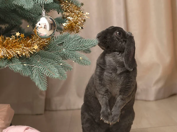 Animal. Holiday. A dark gray plush cute decorative rabbit stands on two legs near a decorated Christmas tree. Symbol of the year 2023 Christmas concept.