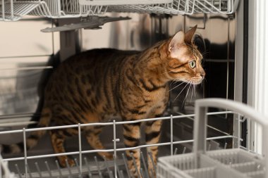 Hayvanlar. Bengal güzel yerli kırmızı tekir kedi bulaşık makinesinde duruyor ve ilginç bir şekilde temiz bulaşık raflarını kokluyor. Yakın plan. yumuşak odak