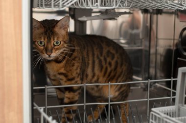 Hayvanlar. Bengal güzel yerli kırmızı tekir kedi bulaşık makinesinde duruyor ve ilginç bir şekilde temiz bulaşık raflarını kokluyor. Yakın plan. yumuşak odak