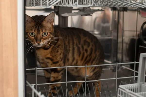 stock image Animals. Bengal beautiful domestic red tabby cat stands in the dishwasher and curiously sniffs clean dish racks. Close-up. soft focus