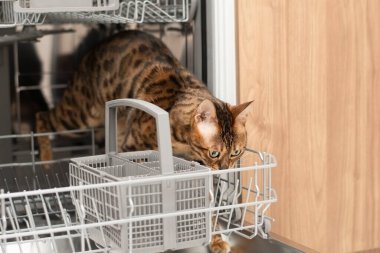 Hayvanlar. Bengal güzel yerli kırmızı tekir kedi bulaşık makinesinde duruyor ve ilginç bir şekilde temiz bulaşık raflarını kokluyor. Yakın plan. yumuşak odak