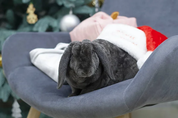Symbol of the year 2023. concept. A cute plush rabbit sits on a chair in a santa claus hat on the background of a christmas tree. Close-up.