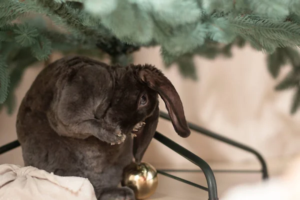 Animal. Symbol of 2023. Christmas concept. beautiful and cute gray plush decorative rabbit sits under the christmas tree. close-up. copy space