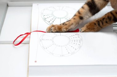 Hayvan etkileyicisi. Bengal kedisinin çizgili pençeleri astroloji ve burçlarla ilgili bir kitabın üzerinde yatıyor. Kavram. Yakın plan. yumuşak odak